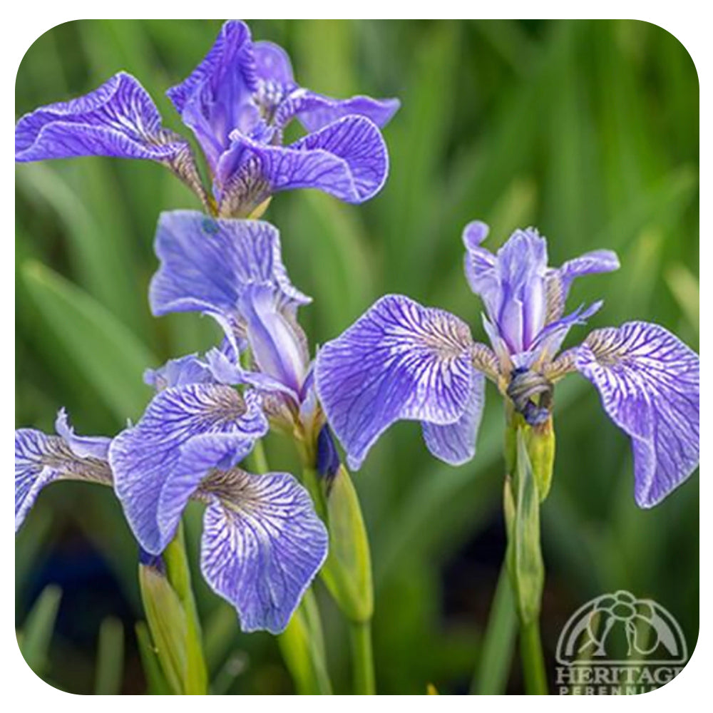 Dwarf Arctic Iris ( Iris setosa var. arctica)