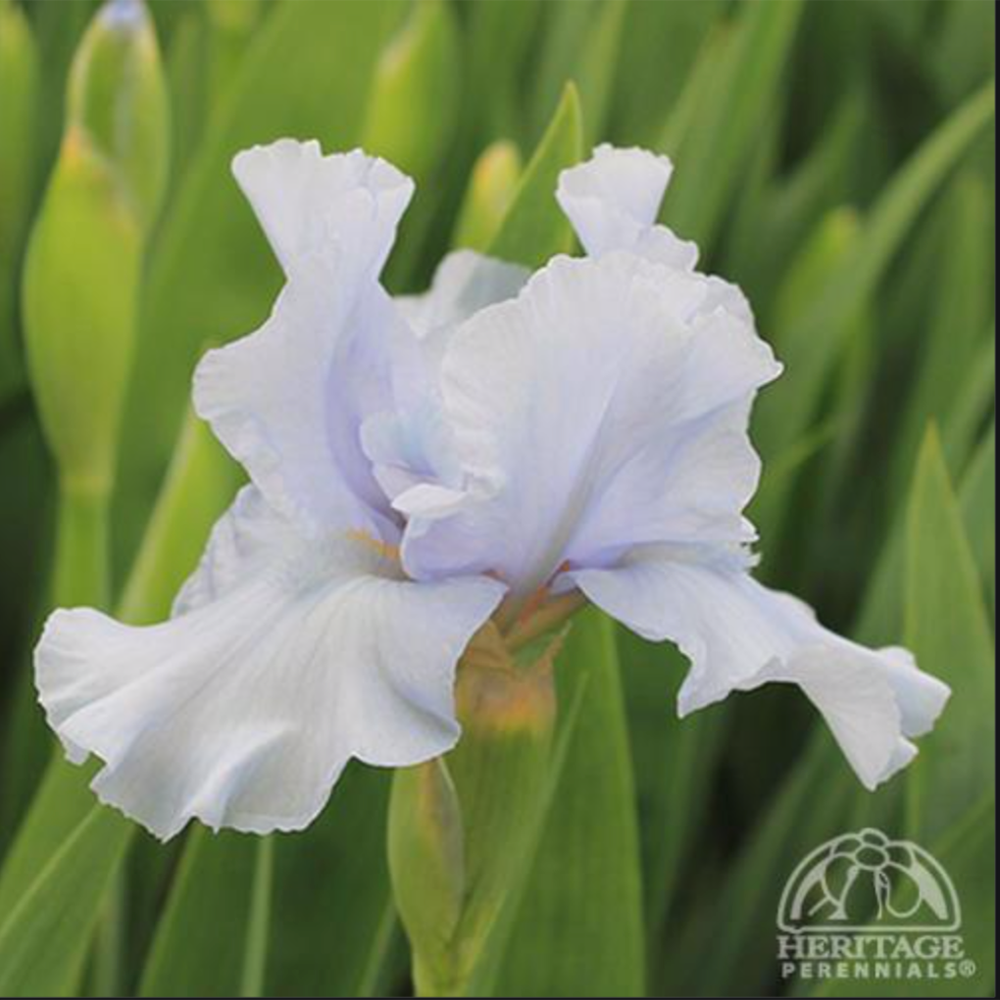 Iris ‘Fathom’ (Intermediate Bearded Iris)