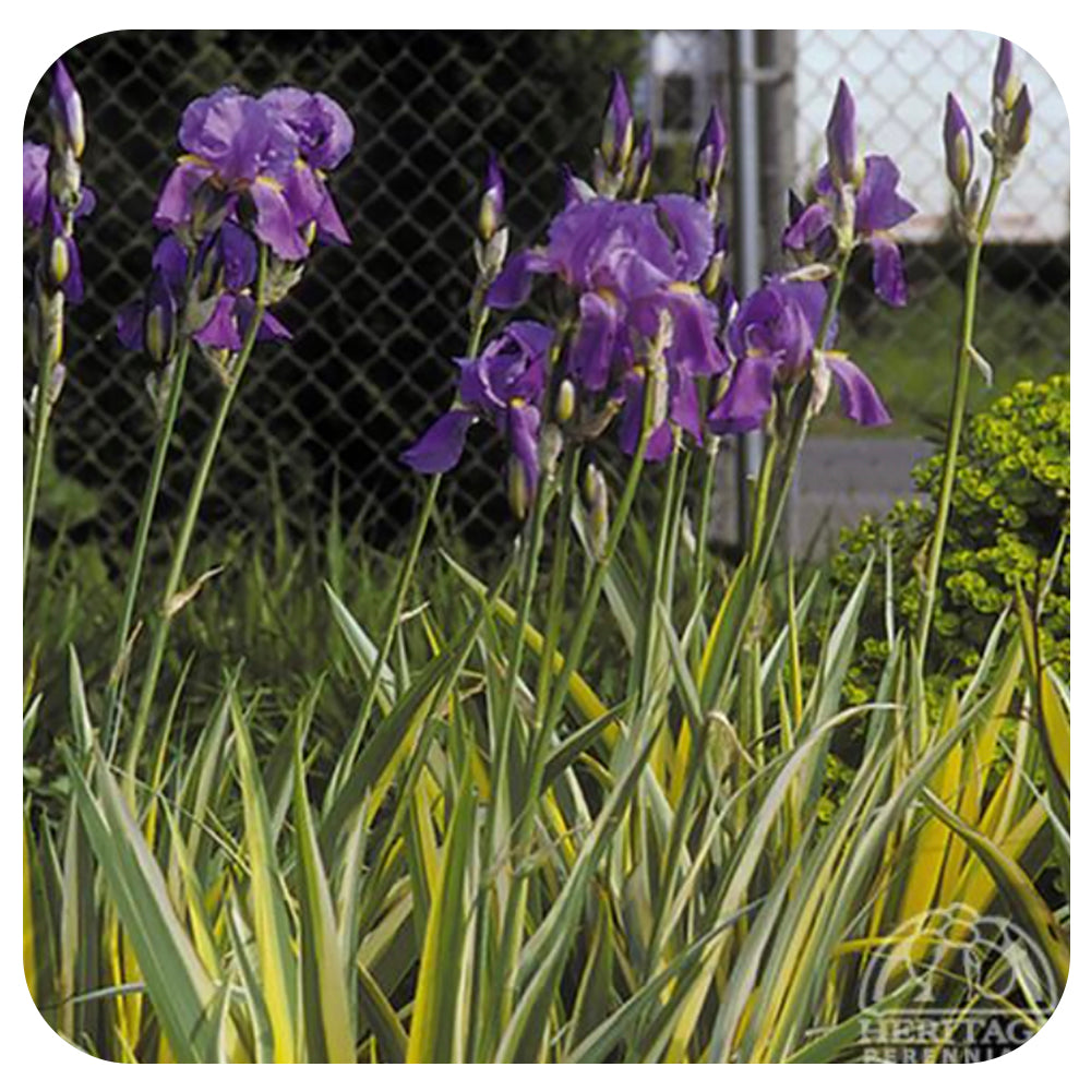 Iris pallida ‘Aureo Variegata’ (Gold-variegated Sweet Iris)