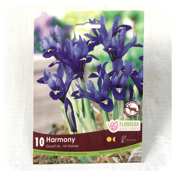 Iris Reticulata 'Dwarf Harmony'