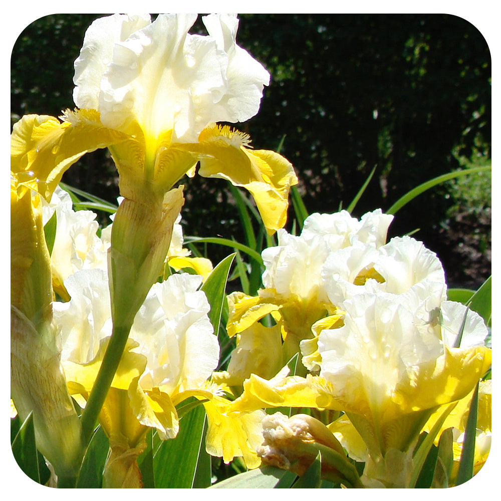 Intermediate Bearded Iris 'Protocol'
