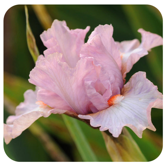 Iris ‘So Petite’ (Intermediate Bearded Iris)