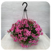 12" Ivy Geranium Hanging Basket - Mini Cascade cool Pink
