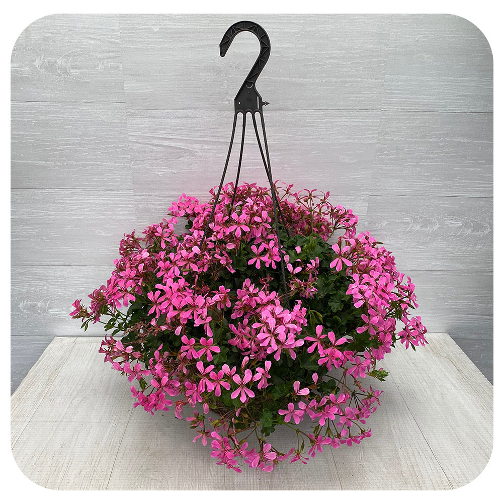 12" Ivy Geranium Hanging Basket - Mini Cascade Pink