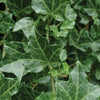 Perennial Ivy (Hedera Helix) 'Baltic'/ 'Ralf'/ Glacier