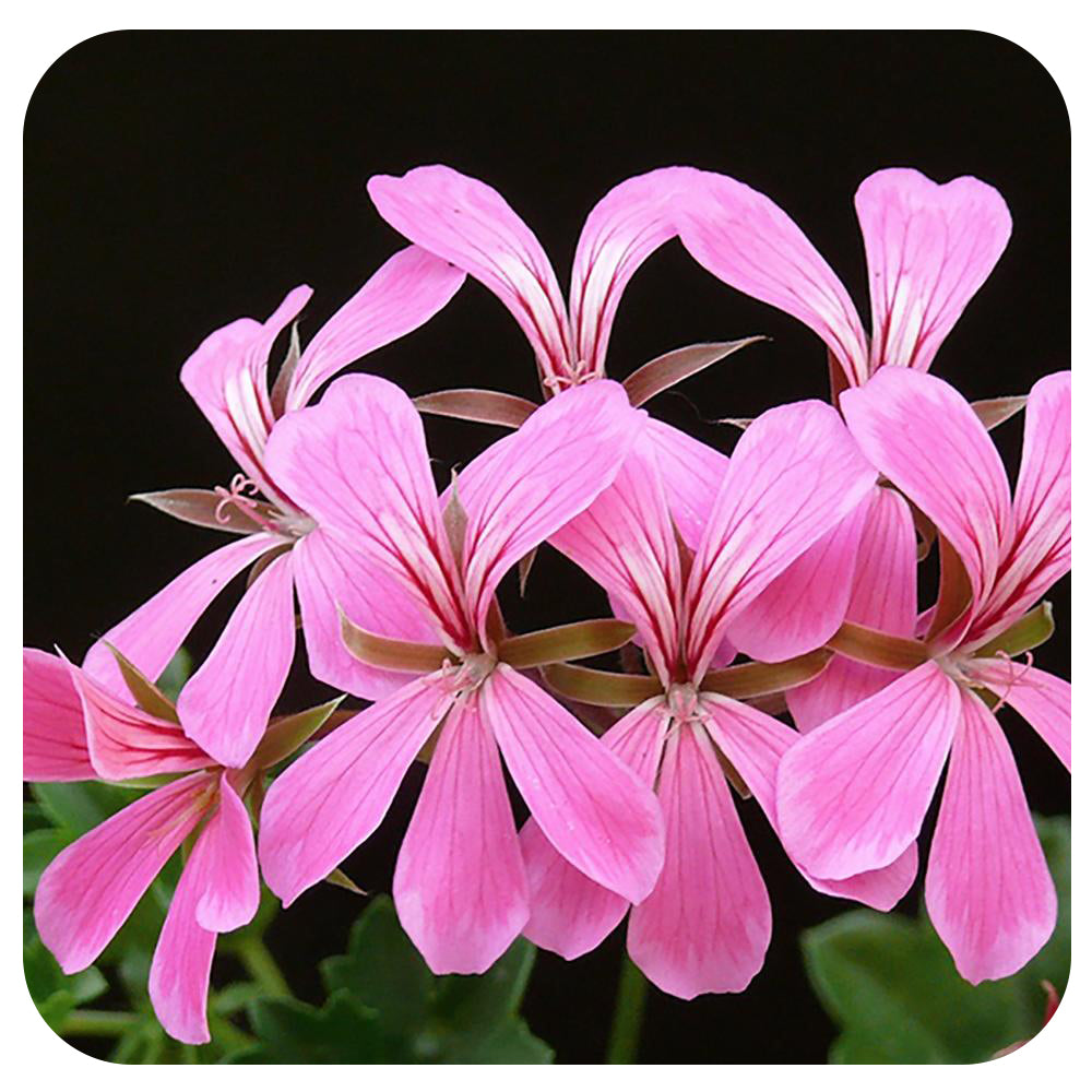 Mini Cascade Ivy Geranium (Pelargonium Peltatum) - Davenport Garden Centre