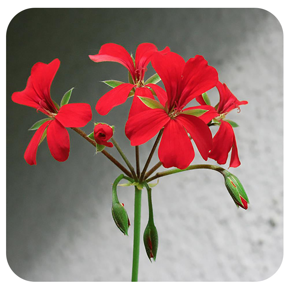 Mini Cascade Ivy Geranium (Pelargonium Peltatum)
