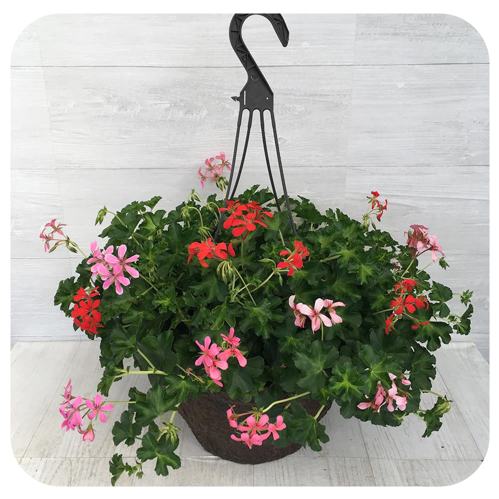 Ivy Geranium Hanging Basket 12" - Mini Cascade Mix