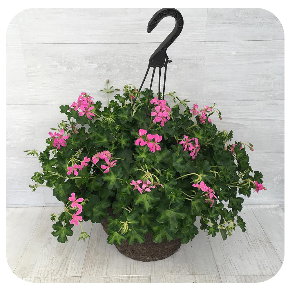 geranium hanging plants 12" Ivy Geranium Hanging Basket - Mini Cascade Pink