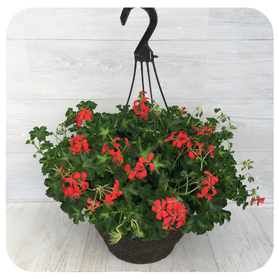 Ivy Geranium Hanging Basket - Mini Cascade Red 12" Fibre
