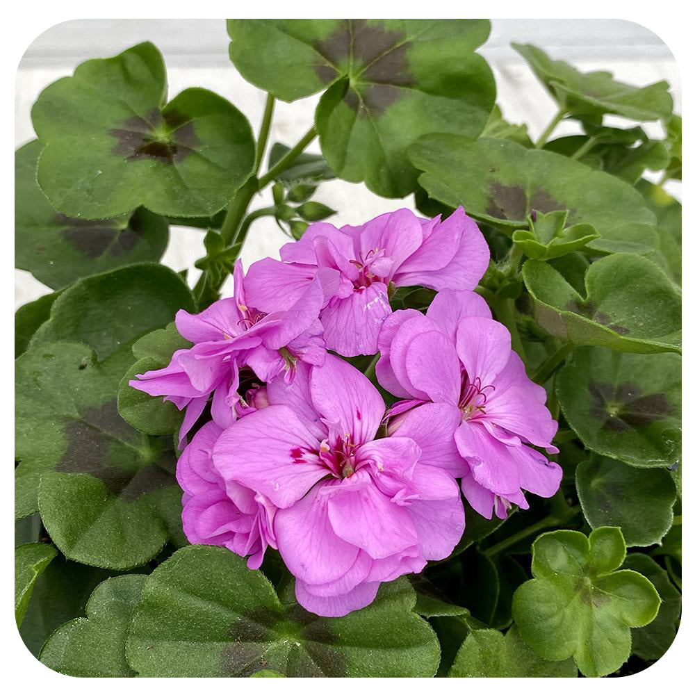 Ivy Geranium