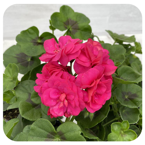 Ivy Geranium - Davenport Garden Centre