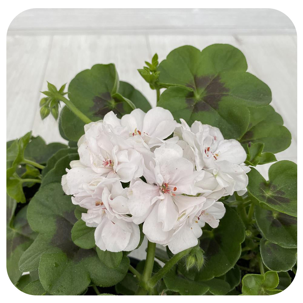 Geranium - White Ivy – Knippel Garden Centre