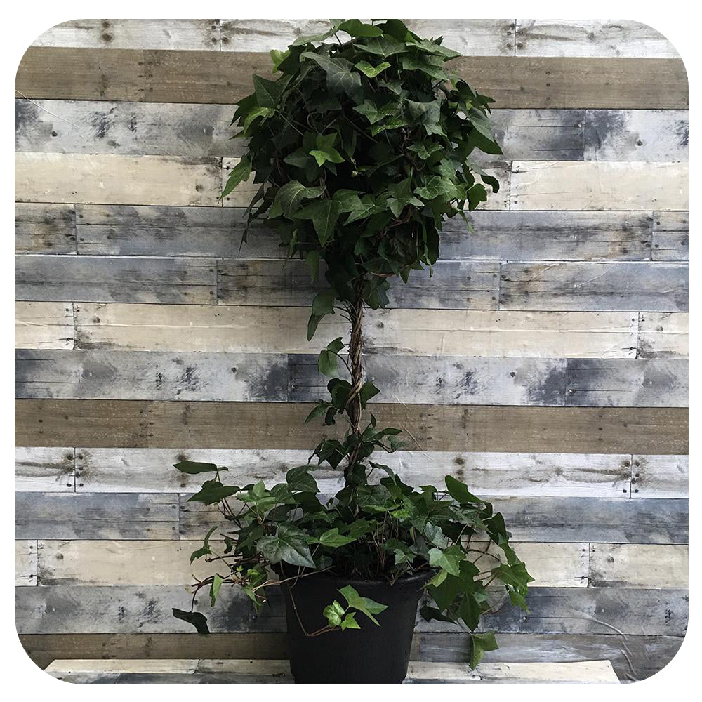 Ivy Spanish Canary Ball Topiary (Hedera Moroccana)