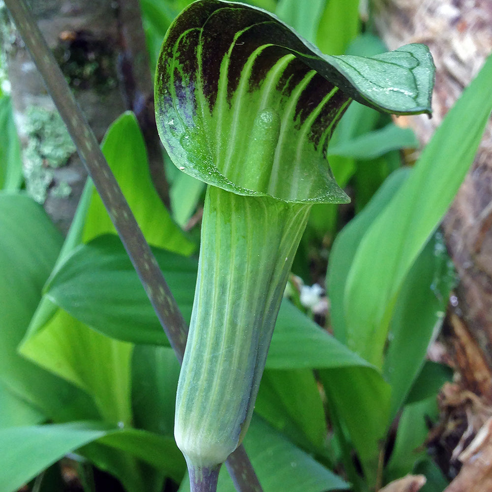 Jack in the Pulpit (Sub Arisaema Triphyllum) NATIVE PERENNIAL
