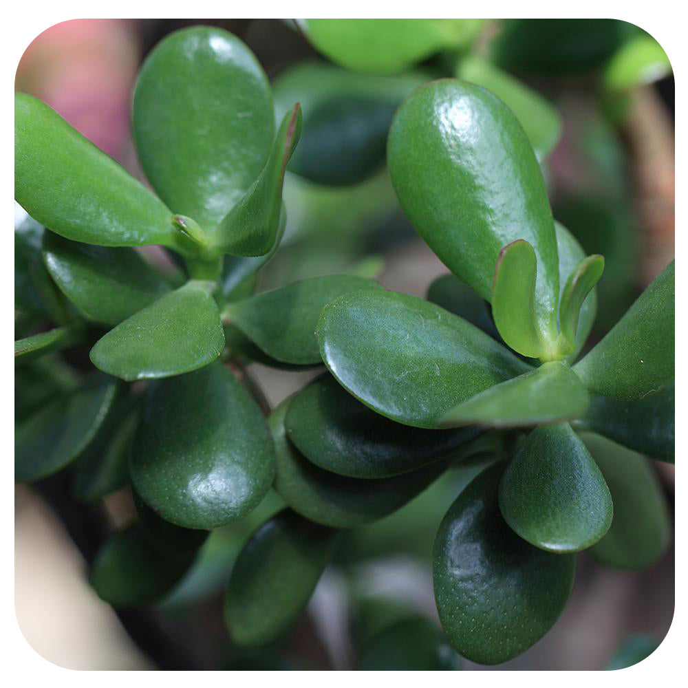 9greenbox jade plant Jade (Crassula Ovata)
