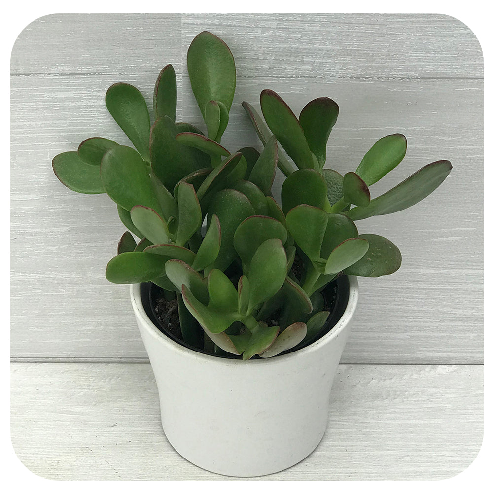 Jade (Crassula Ovata)