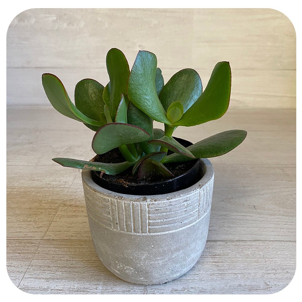 9greenbox jade plant Jade (Crassula Ovata)