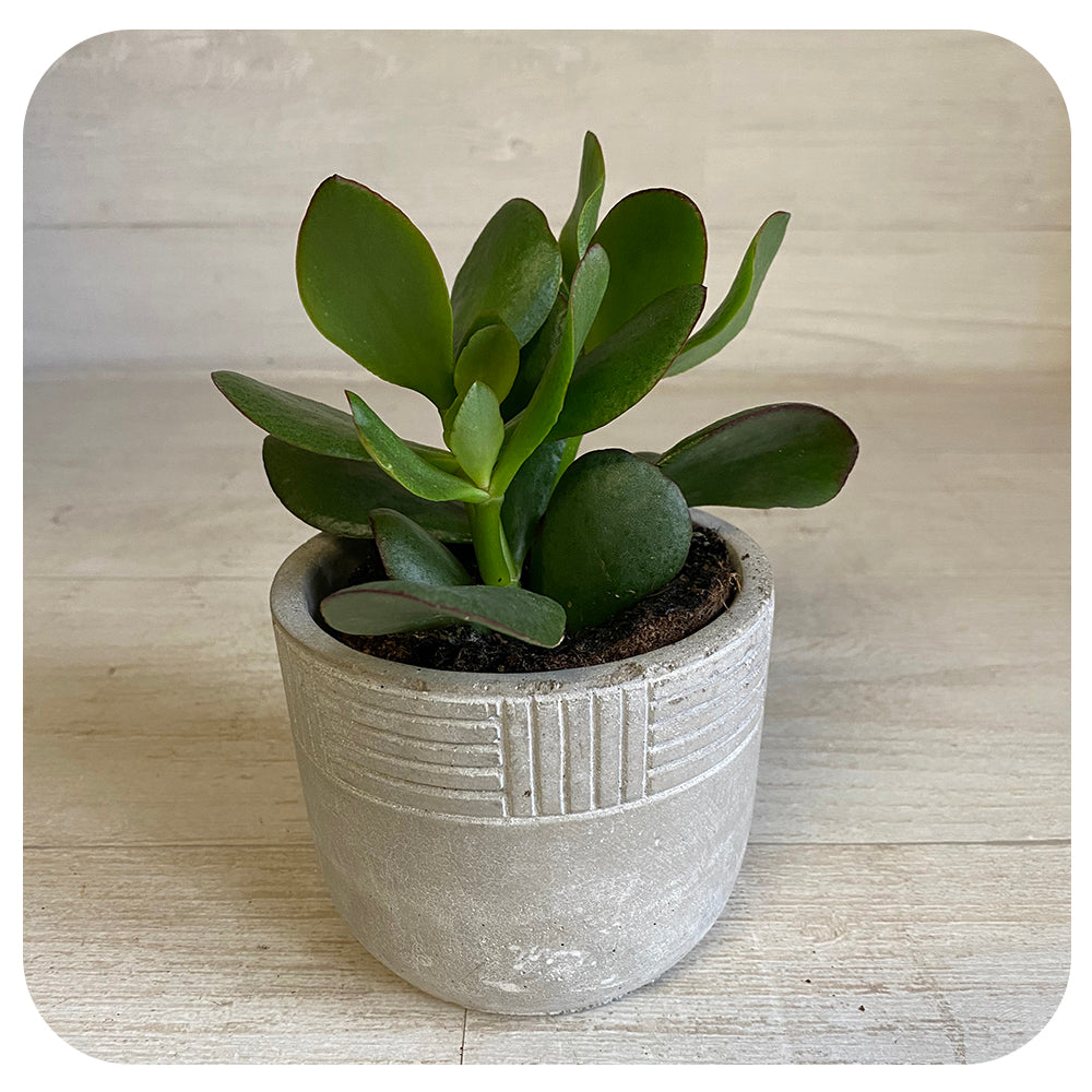 Jade (Crassula Ovata)