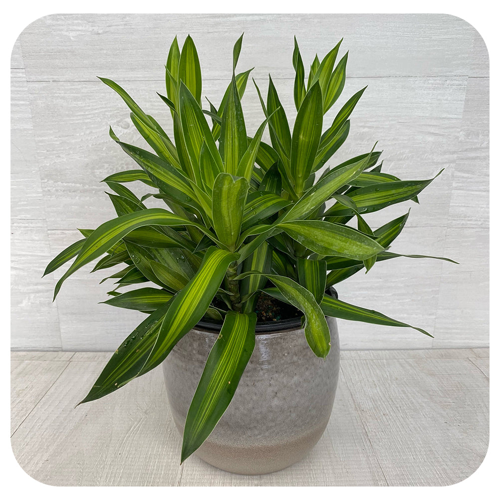 Song of Jamaica (Pleomele Reflexa  Jamaica))