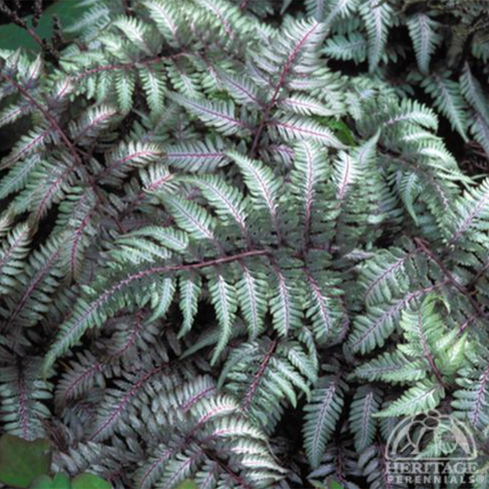 Japanese Painted Fern Athyrium Niponicum Var. Pictum
