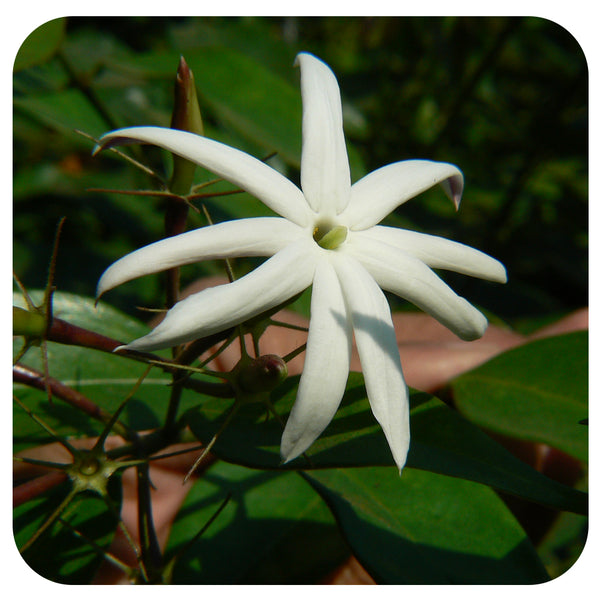 Jasmine - Davenport Garden Centre