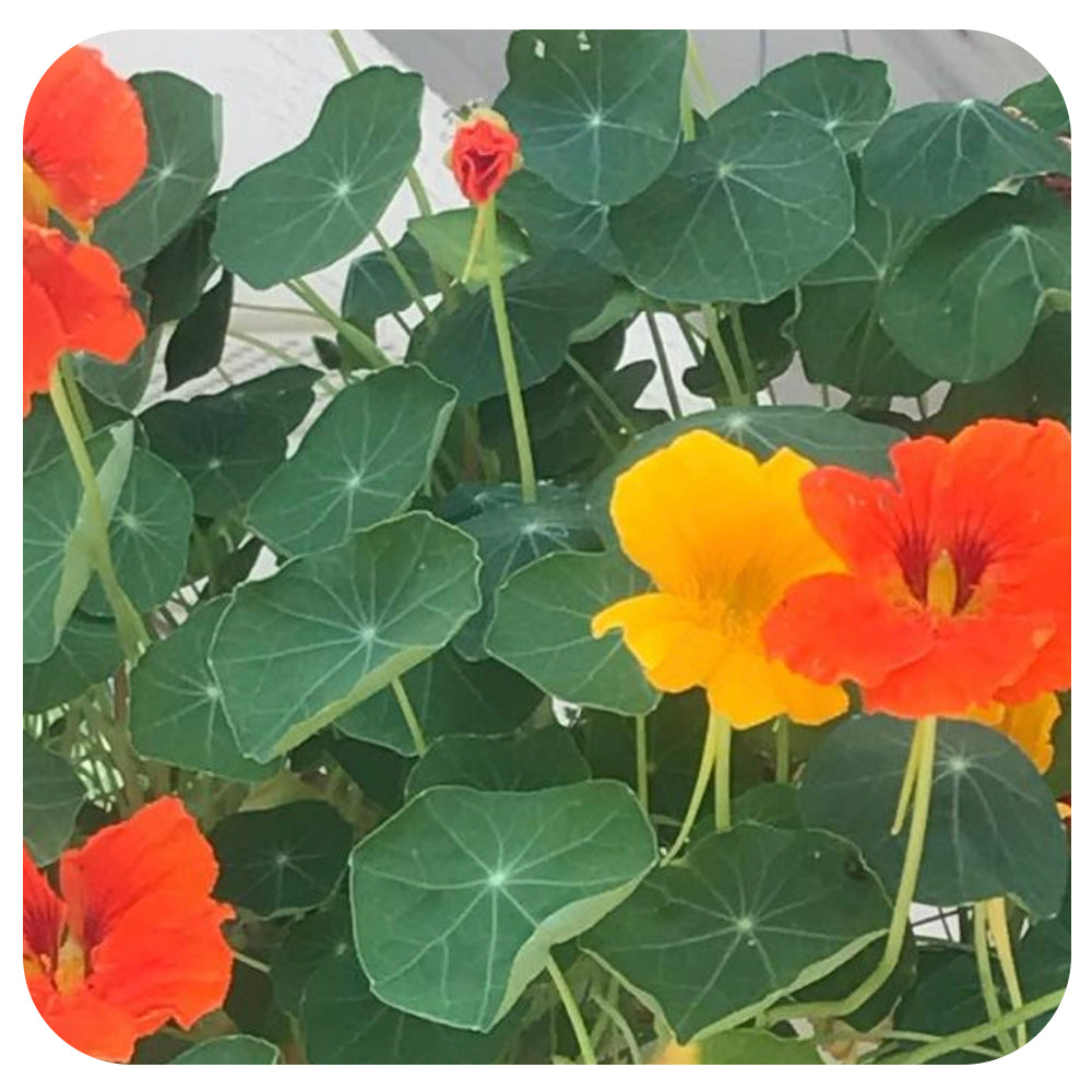 Jewel Mix Nasturtium Seeds (Organic)