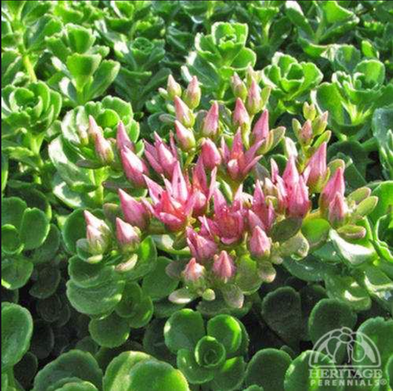 solomon plant succulent Solomon's Seal (Polygonatum) - Green or Variegated Varieties NATIVE PE