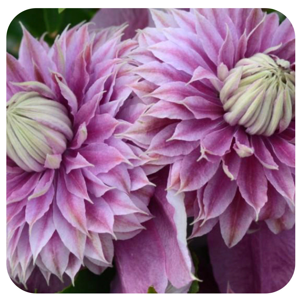 Clematis 'Josephine' by Raymond Evison