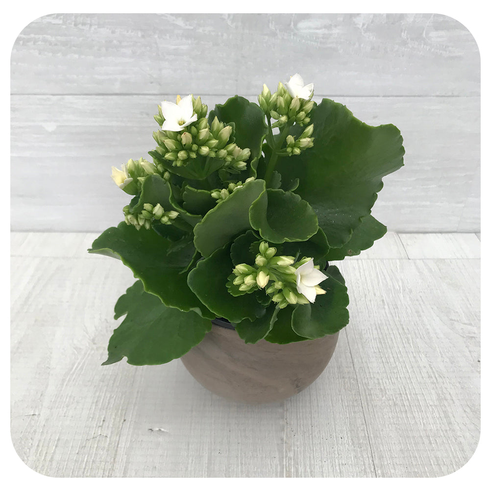 Calandiva/ Kalanchoe Double Flowers