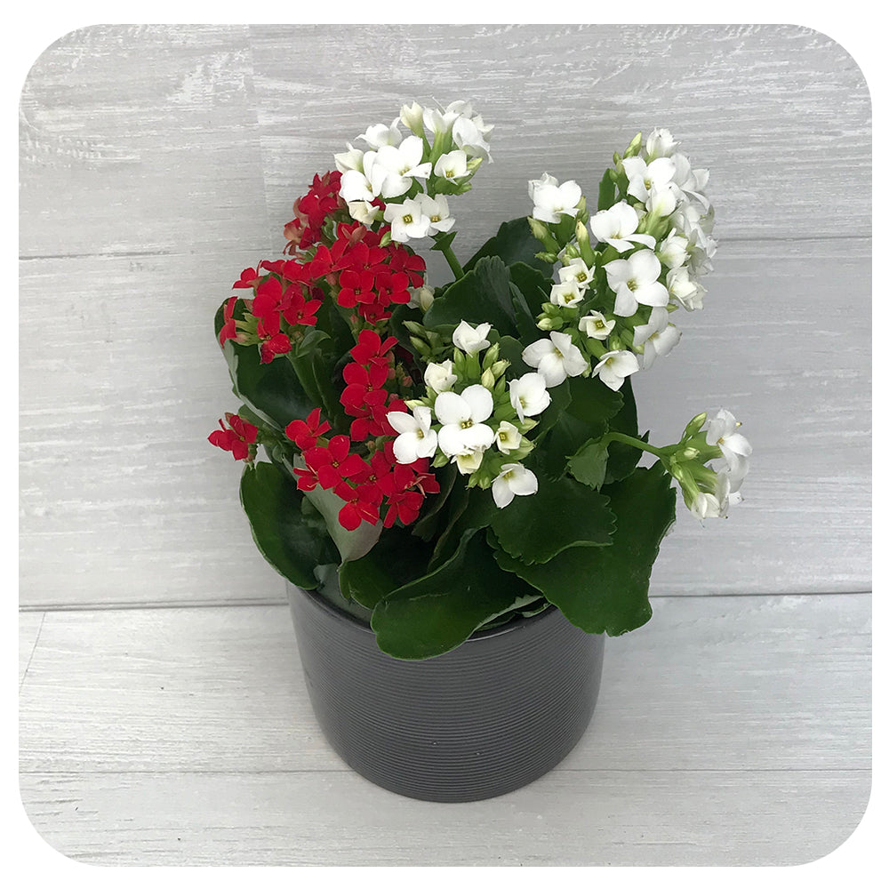 Calandiva/ Kalanchoe Double Flowers