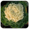 Ornamental Kale (Brassica Oleracea)