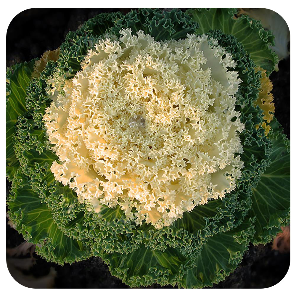 Ornamental Kale (Brassica Oleracea)