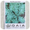 Kale Red Russian Seeds (Organic)