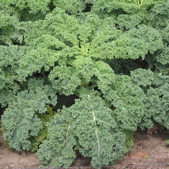 Organic Kale - Ripbor or Winterbor variety
