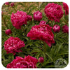 Peony ‘Karl Rosenfield'