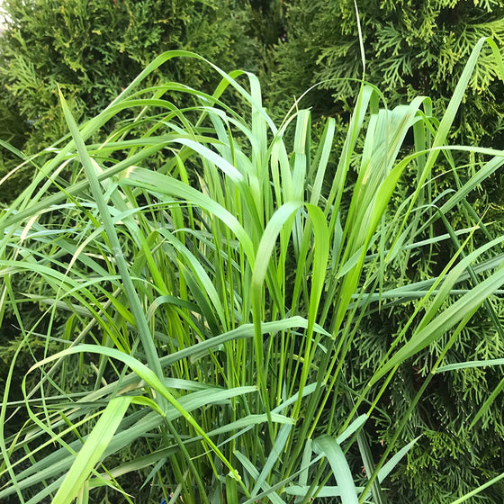 Feather Reed Grass (Calamagrostis 'Karl Foerster')