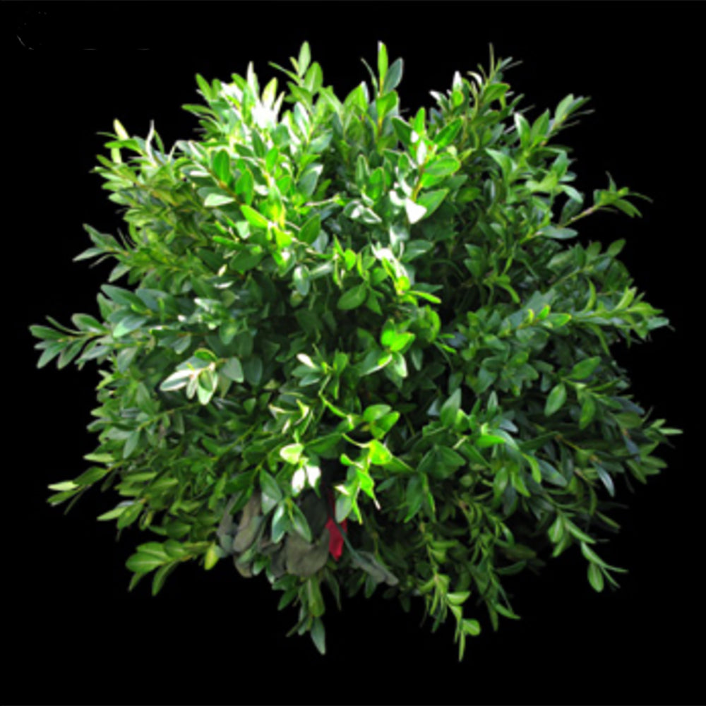 Kissing Ball - Boxwood