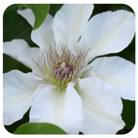 Clematis 'Kitty' by Raymond Evison