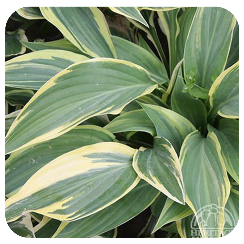 Hosta 'Lakeside Dragonfly'