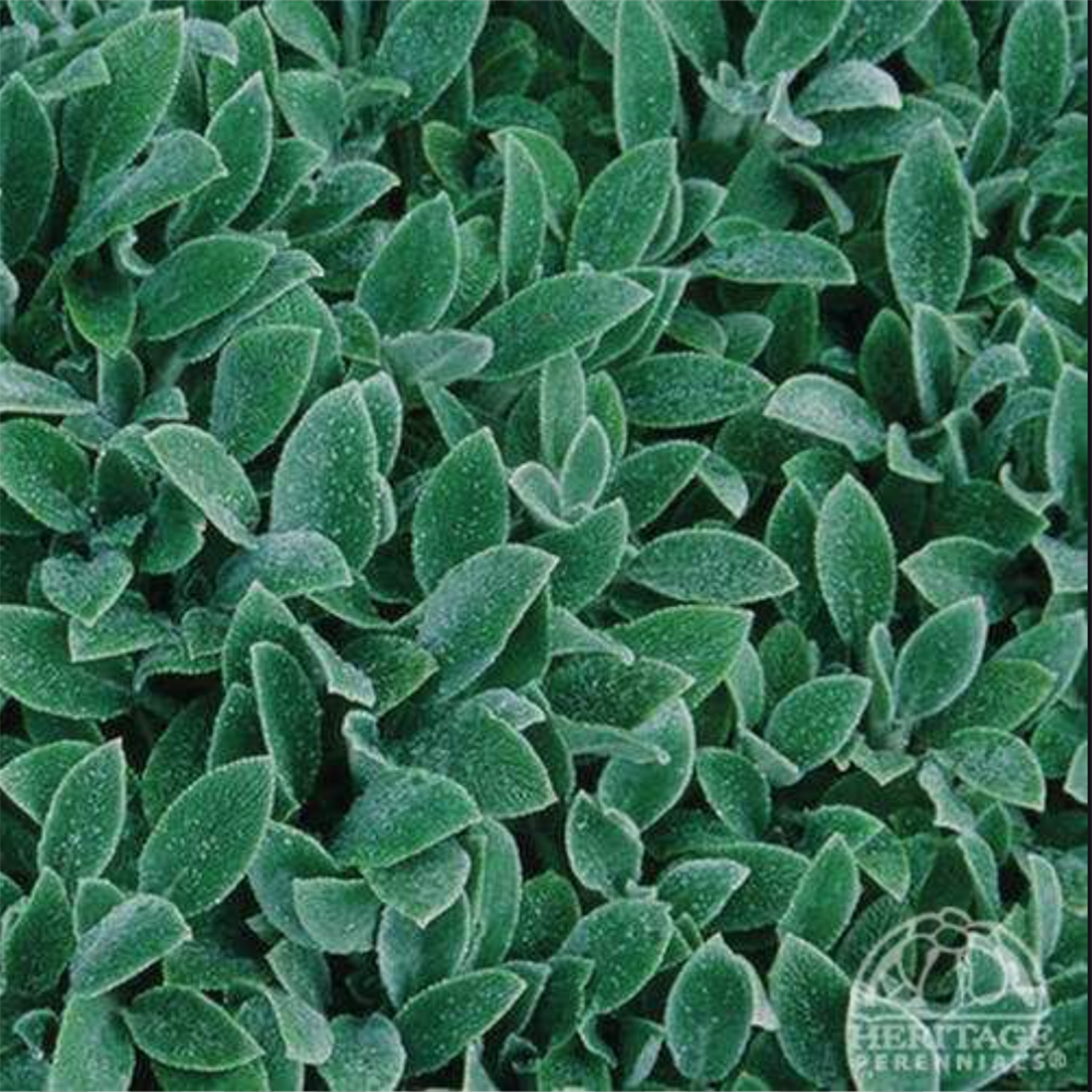 Lamb’s Ears ‘Silver Carpet’ (Stachys byzantina)