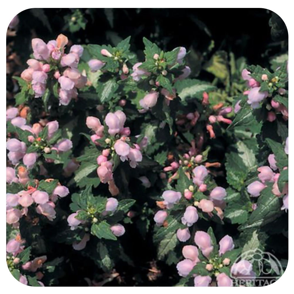 Lamium m. ‘Shell Pink’ (Creeping Lamium)