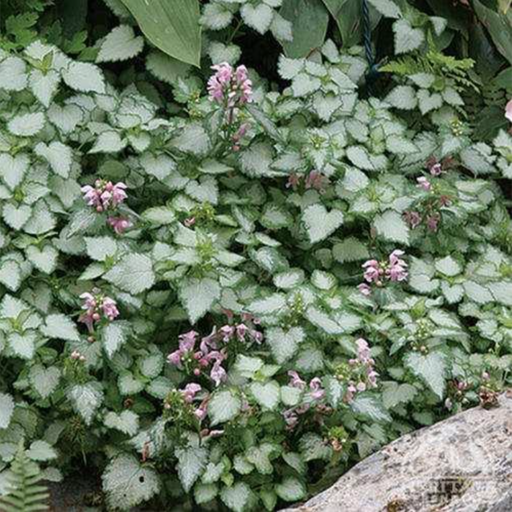 Lamium maculatum ‘Pink Pewter’ (Creeping Lamium)