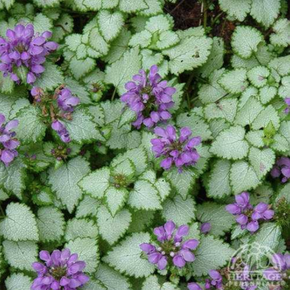 Lamium maculatum ‘Purple Dragon’