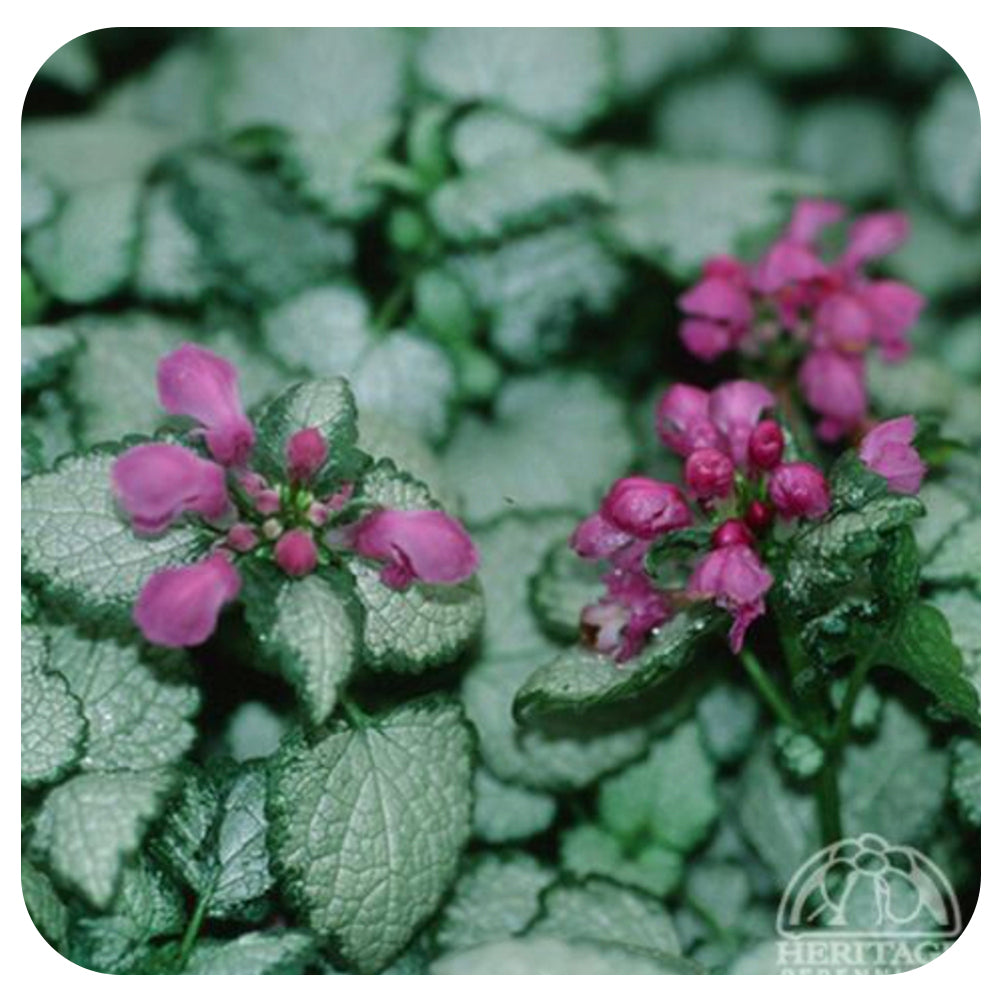 Lamium m. 'Red Nancy' (Creeping Lamium) - Davenport Garden Centre