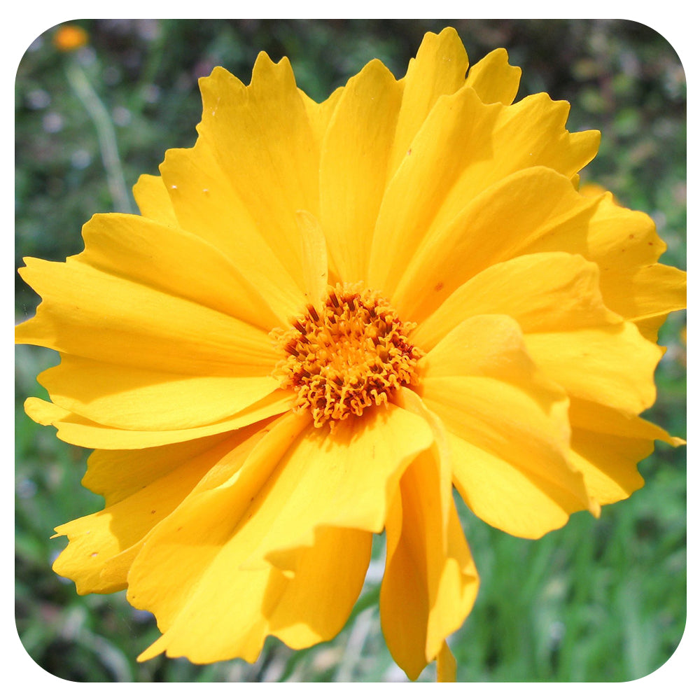 Lance-leaf Coreopsis (Coreopsis lanceolata) NATIVE PERENNIAL