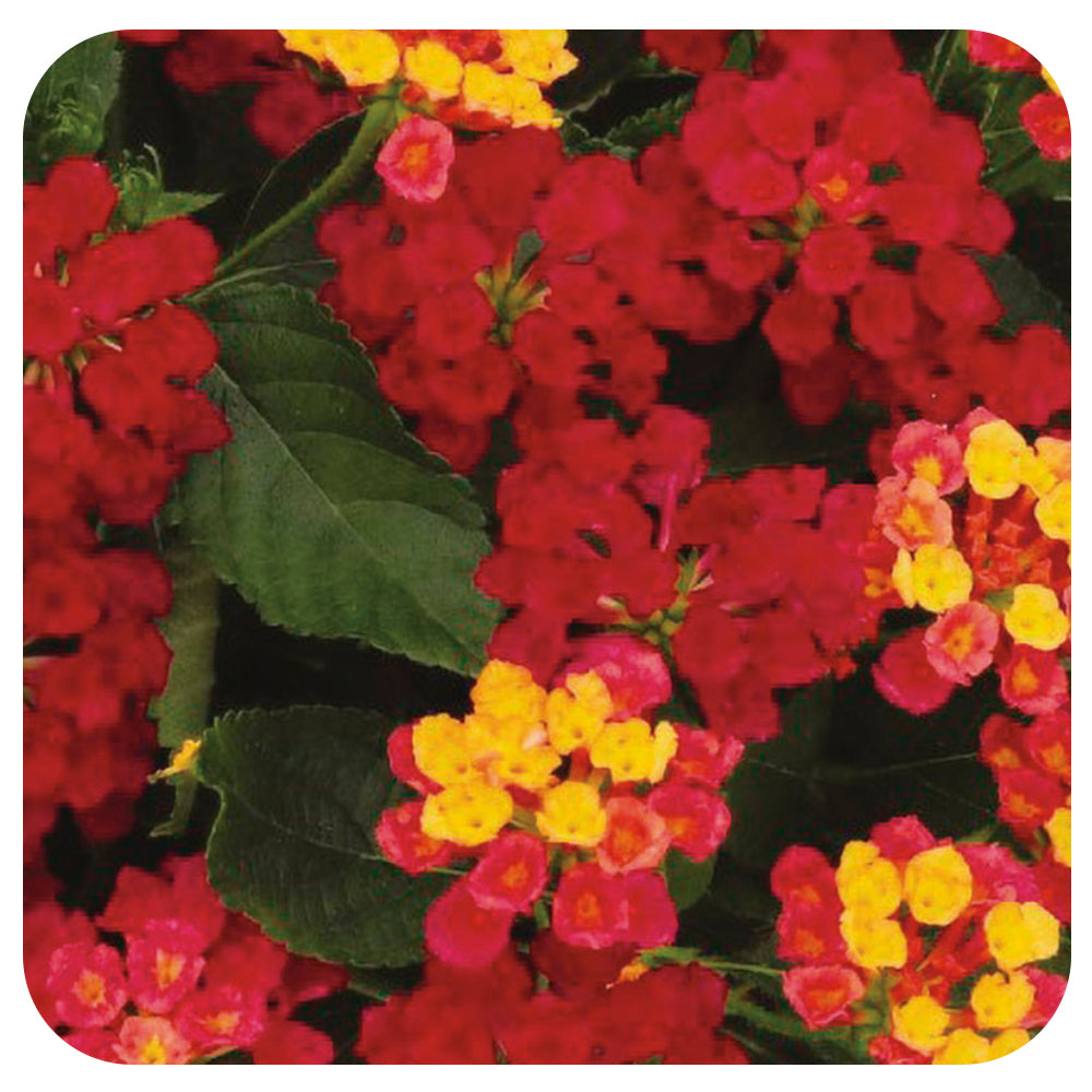 Lantana