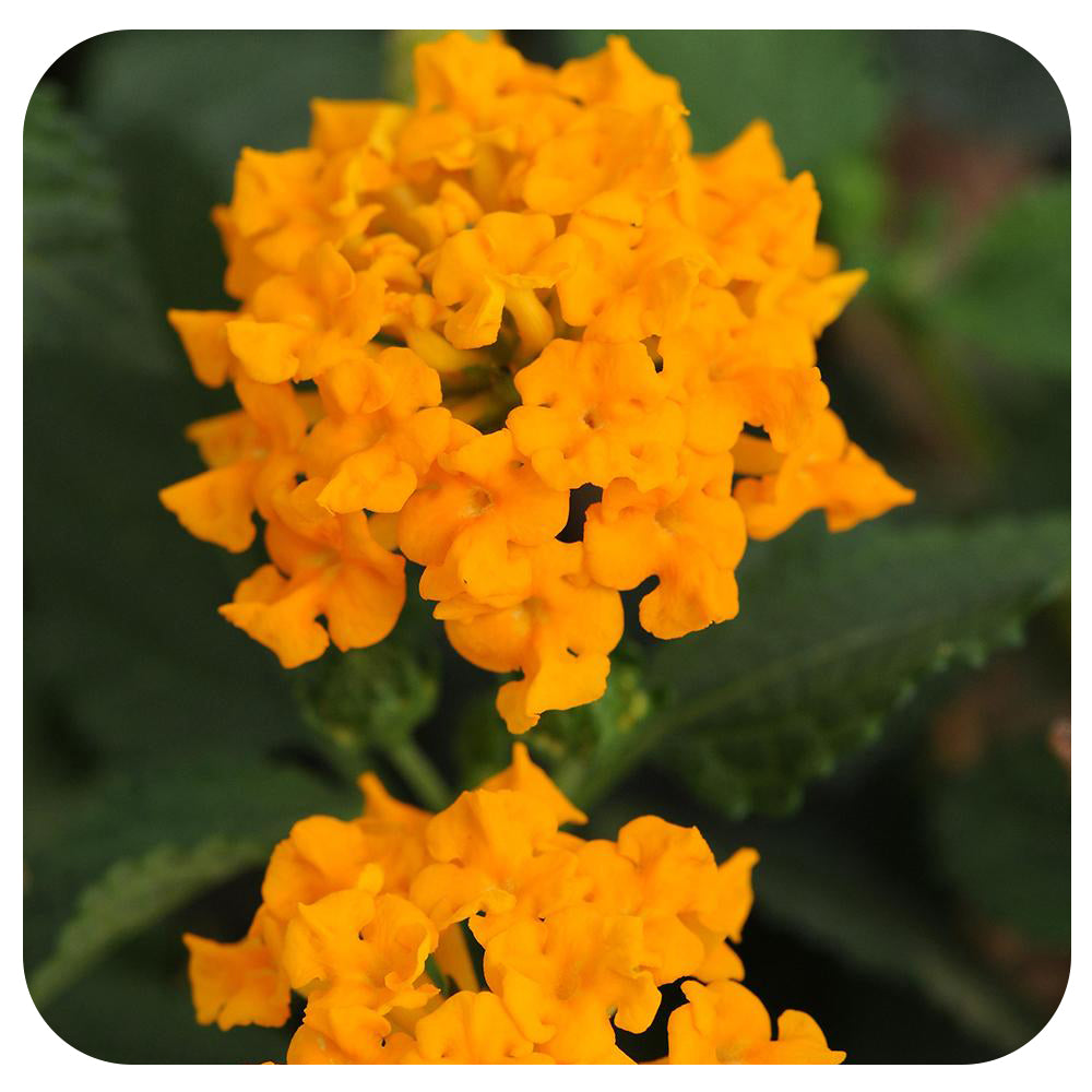 Lantana