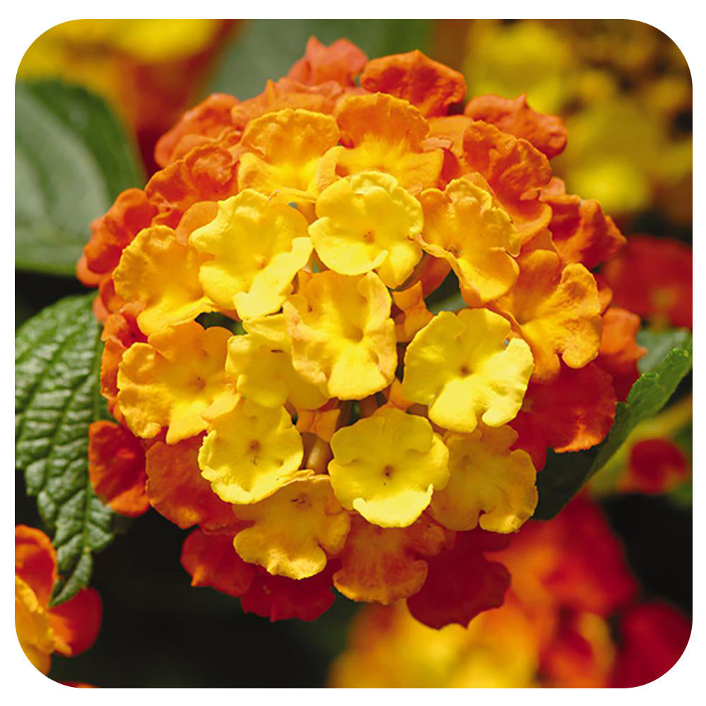 Lantana