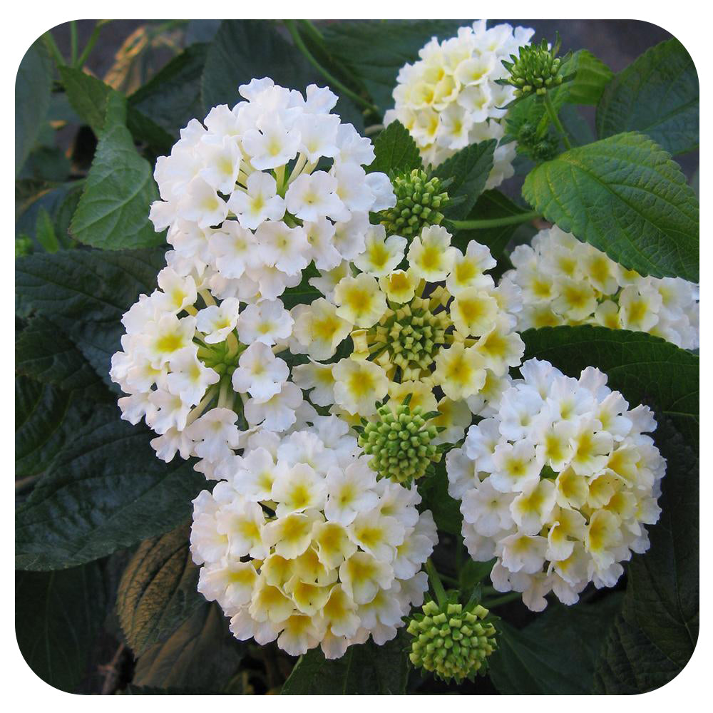 Lantana Tree